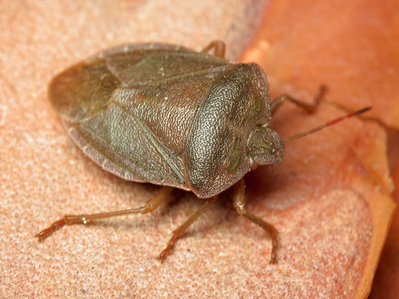 Palomena viridissima (Poda, 1761)